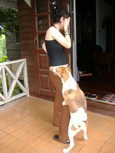 六个月狗狗喜欢抱人腿是怎么回事,六个月大的小狗好动