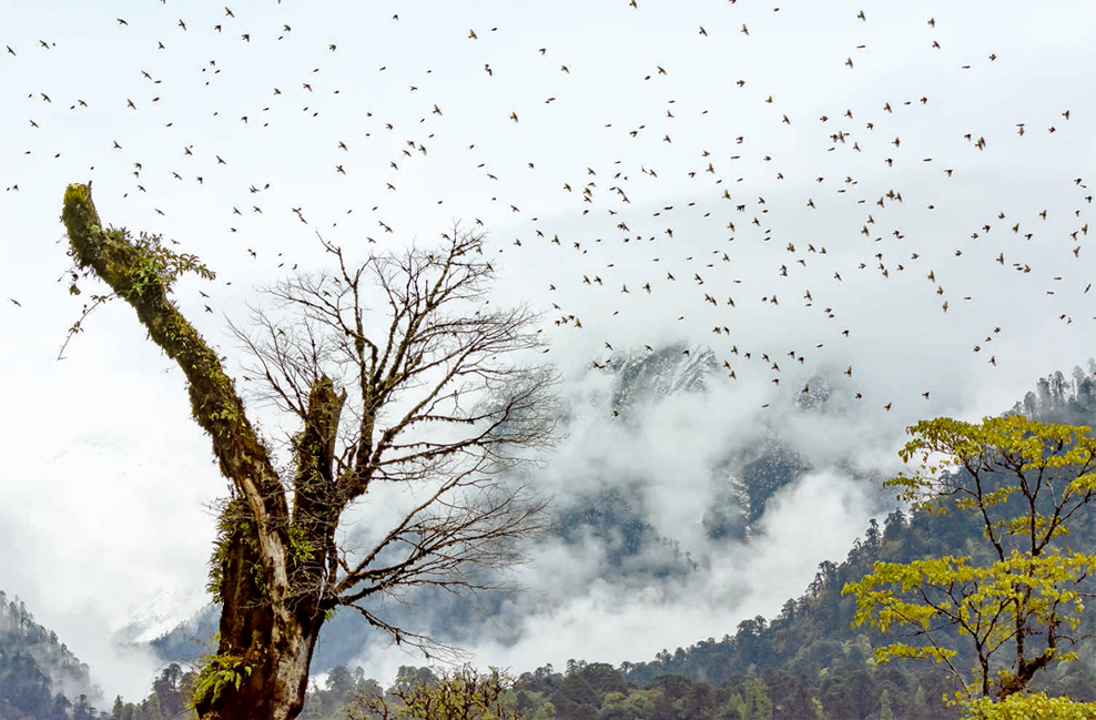 大自然摄影作品拍摄技巧,摄影爱好者拍摄大自然的美