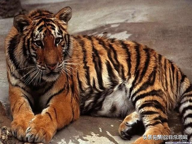 国画老虎画法步骤图,国画老虎画法步骤图解