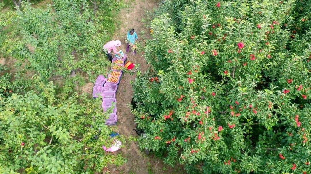 奈曼扶贫一点通,奈曼百企帮百村扶贫