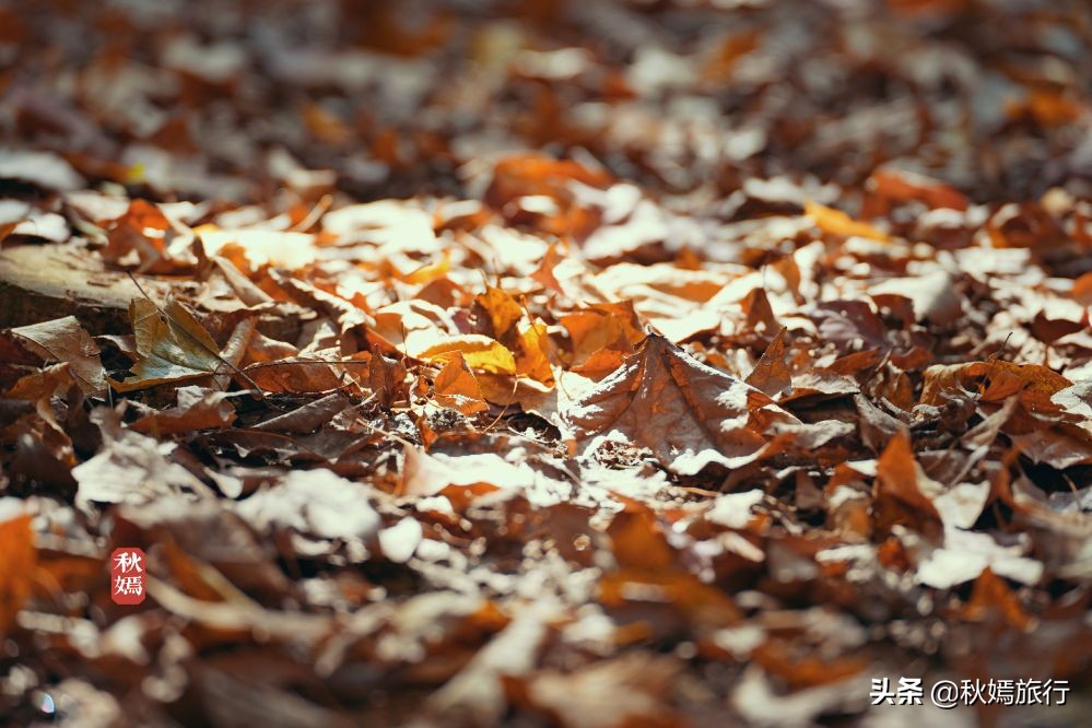 常熟网红美食盛宴,常熟网红枫林菜谱