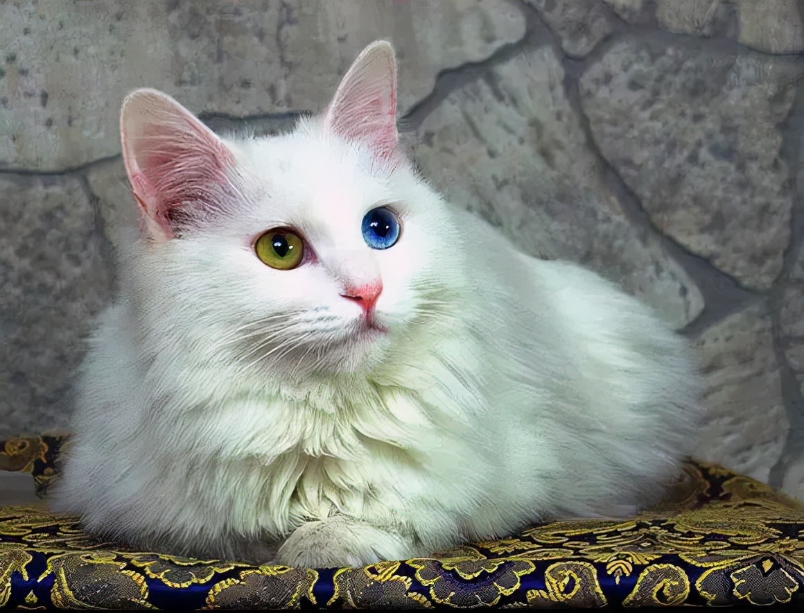 上海猫贩子扔出几十只病重品种猫,上海后院猫舍丢弃50多只病猫