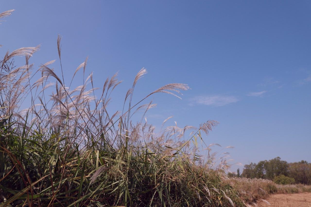山东王屋湖国家湿地公园,山东最美湿地公园