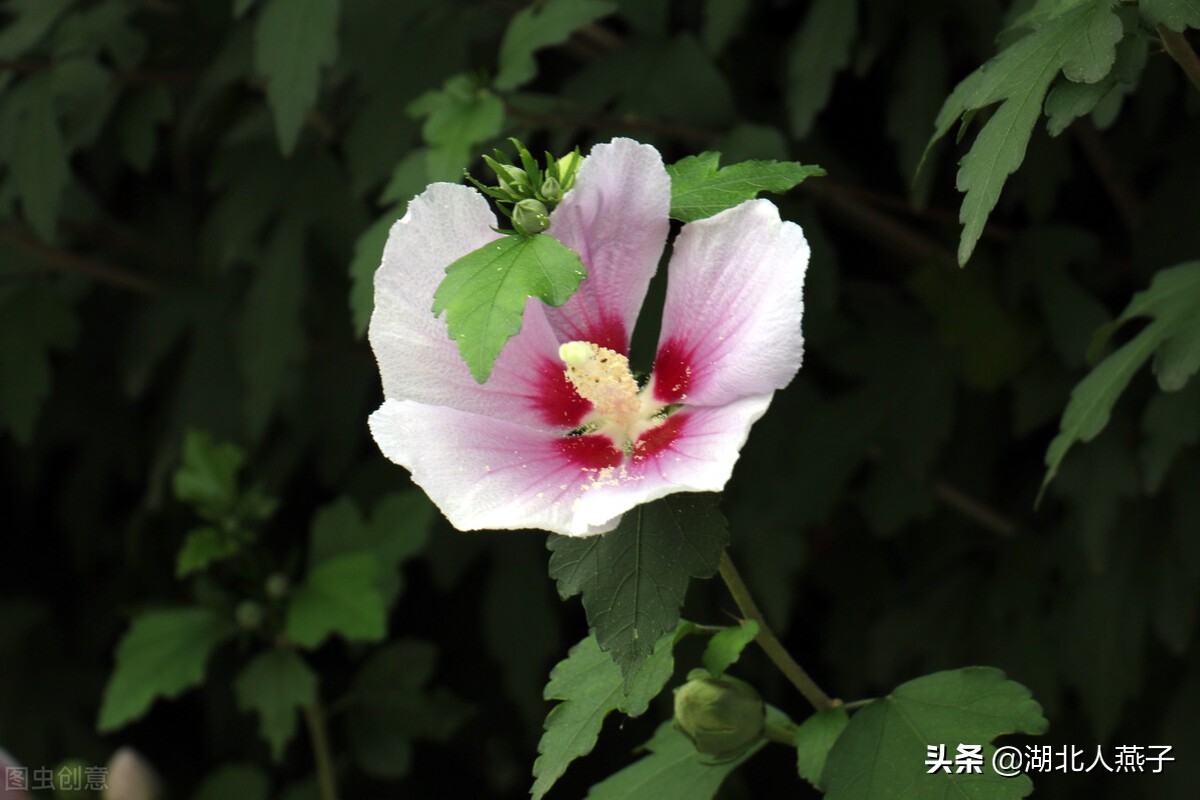 常见野菜的种类和图片大全 (各种野菜大全带图片)