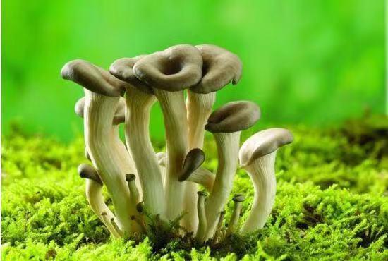 菜市场的蘑菇哪些不能吃,家庭种植蘑菇不出菇