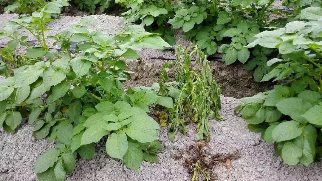 细菌感染治疗不彻底,作物细菌病害用什么药