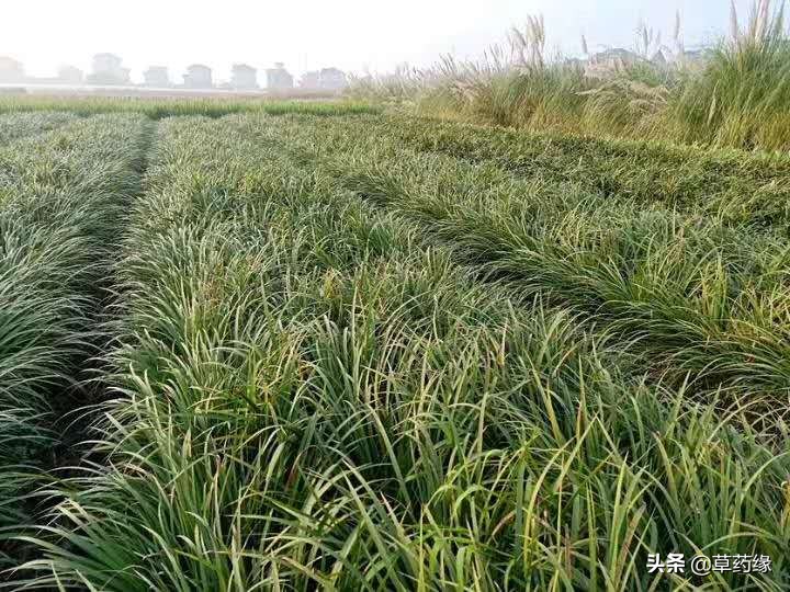 种植石菖蒲的前景如何呢,浅谈中药材种植及发展前景