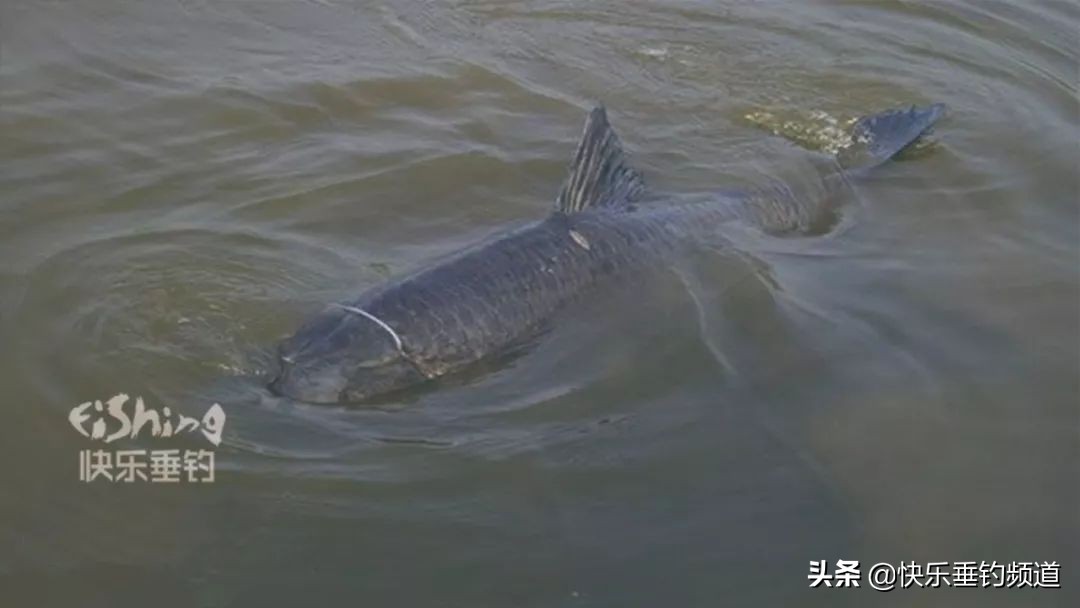 这些逆天钓鱼技巧，狠狠戳中钓友痛点！