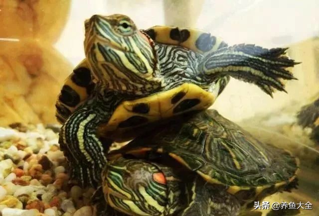 小乌龟怎么养好,小乌龟该怎么养最好