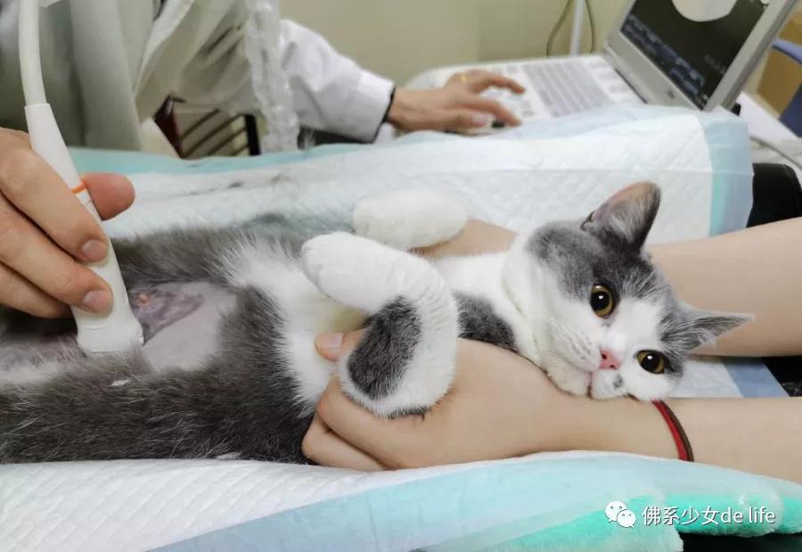 铲屎官日记猫主子的日常,猫咪成长日记铲屎官的乐趣