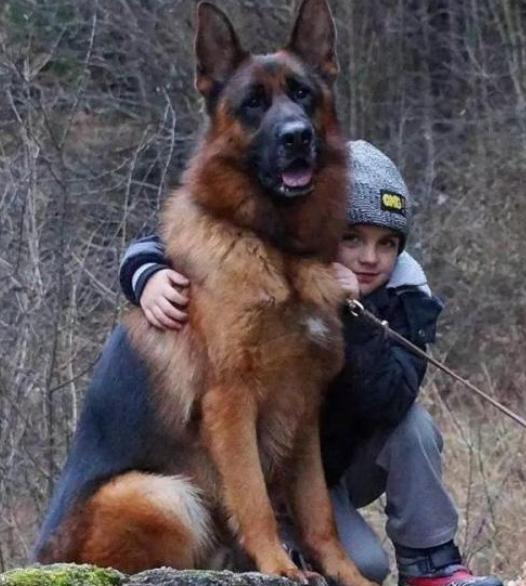 能看着而且很忠诚颜值高的四种狗,这6种狗高颜值性格好适合家里养