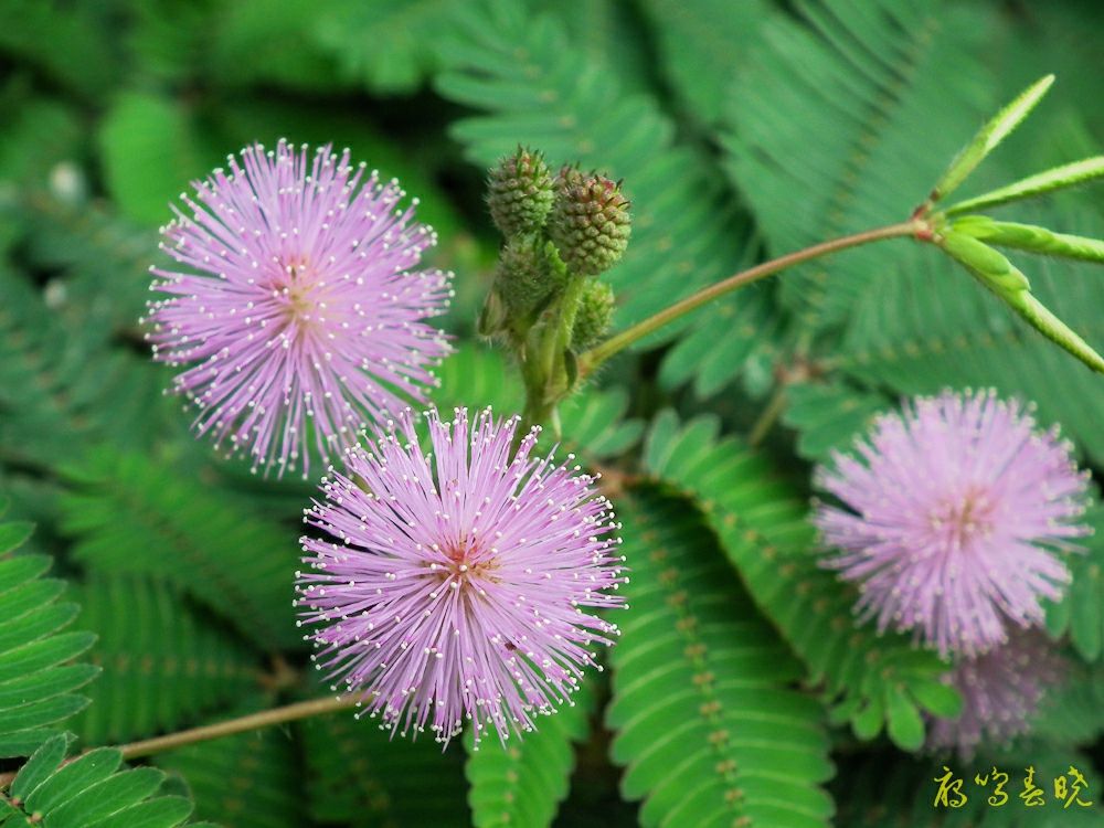解读“回眸一笑百媚生，六宫粉黛无颜色”的古代美女——杨玉环