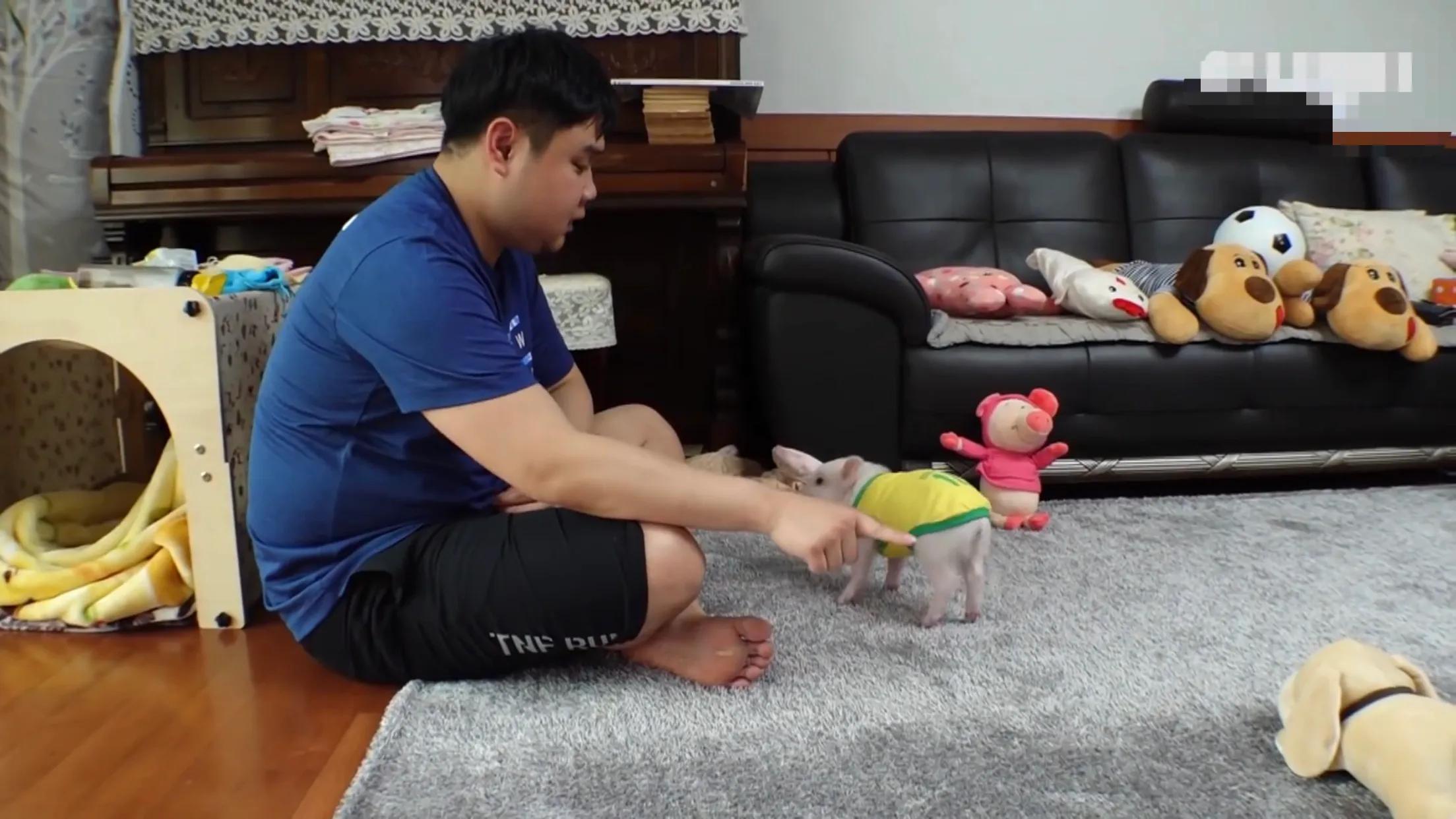 小猪的智商高达多少 (韩国最聪明的小猪)