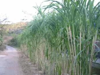 种植摇钱树致富经历,摇钱树养殖都有哪些品种