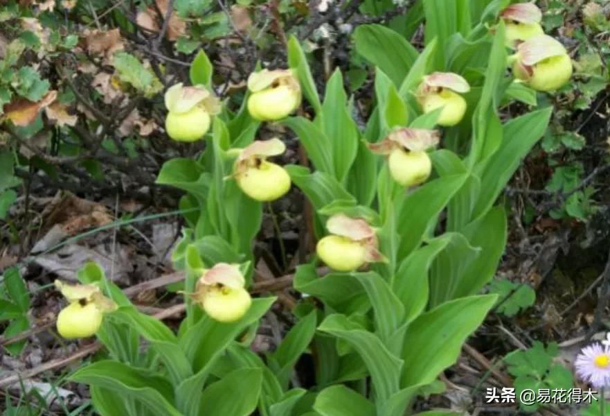 国家二级黄花杓兰,黄花杓兰与西藏杓兰