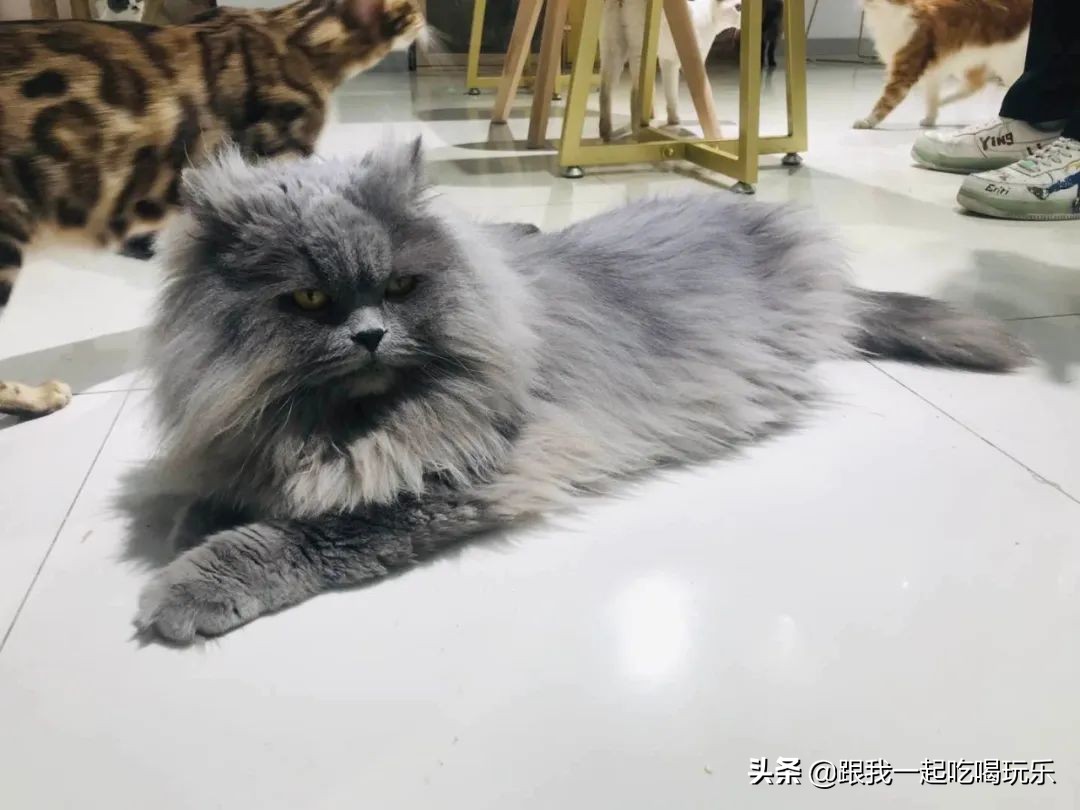 猫咖和羊驼咖,猫咖可以和什么结合在一起