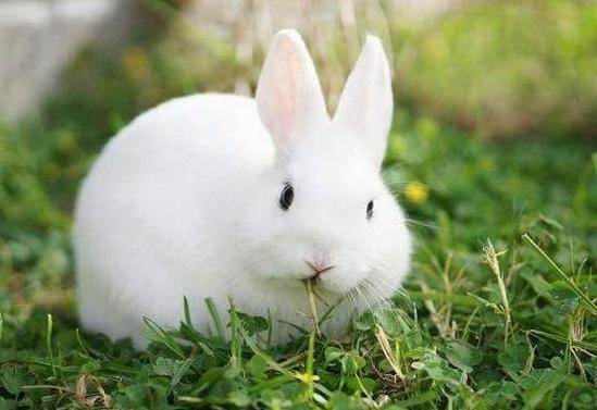 兔子不吃窝边草的真正含义,兔子不吃窝边草道理