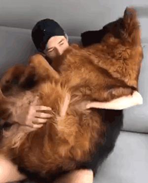 德国牧羊犬的六大可怕之处,德国牧羊犬优点和缺点