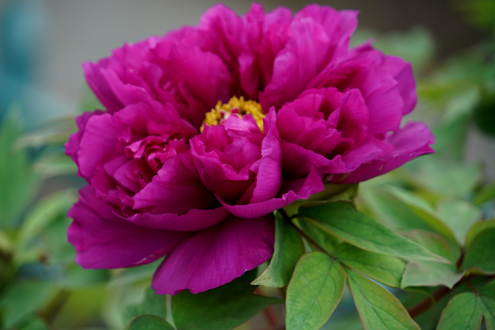 牡丹花；青山吹奏《太湖美》（C调）半音阶口琴演奏