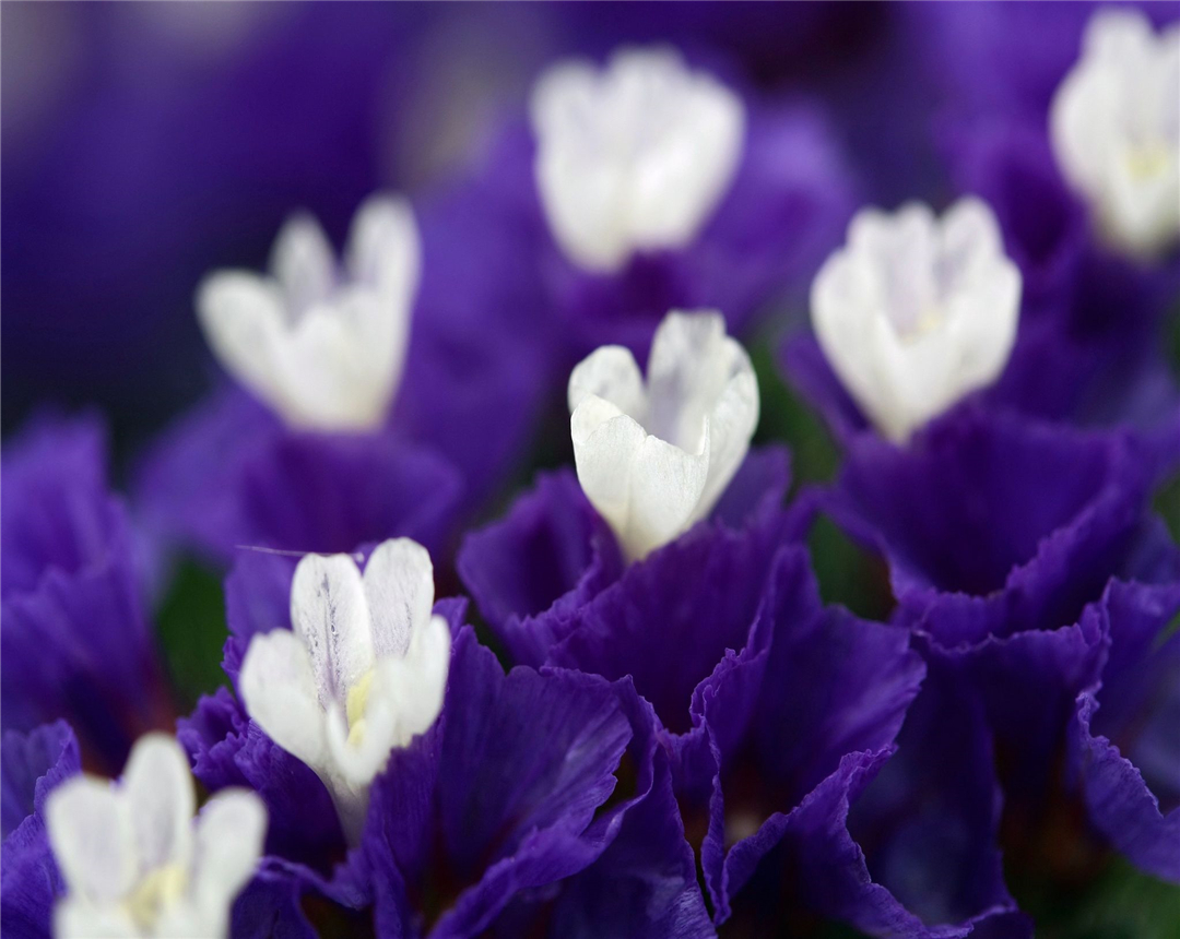 彩色马蹄莲要怎么养,彩色马蹄莲养护方法