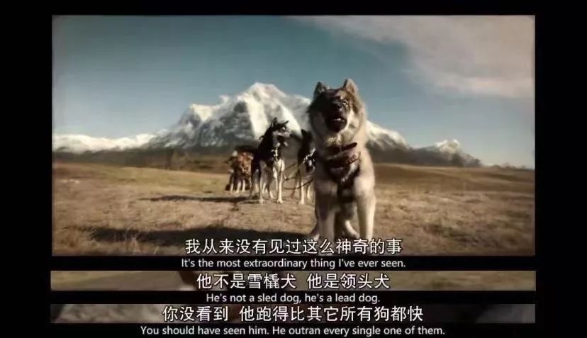 可怕的恶犬电影,伤害小狗电影