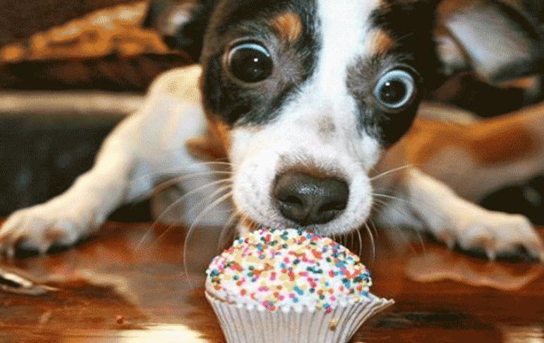 狗舔人为什么还时不时轻咬几下,狗舔人脏不脏