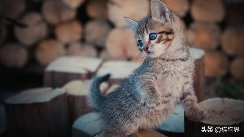 第一次养猫需要准备些什么幼猫,新生幼猫怎么养活