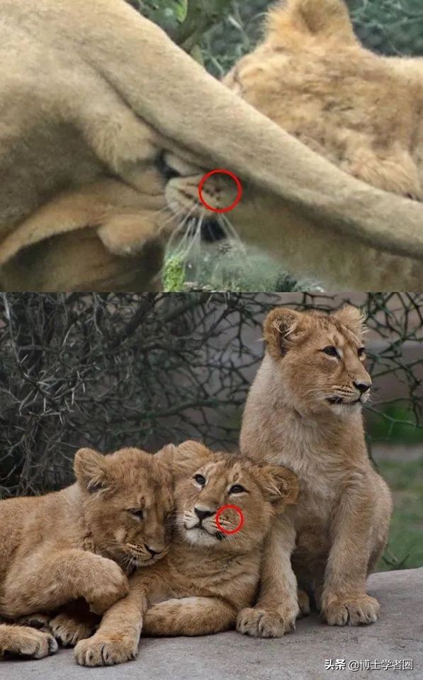 母狮一天发情40次,还追着公狮咬蛋蛋?根本不是这样啊....