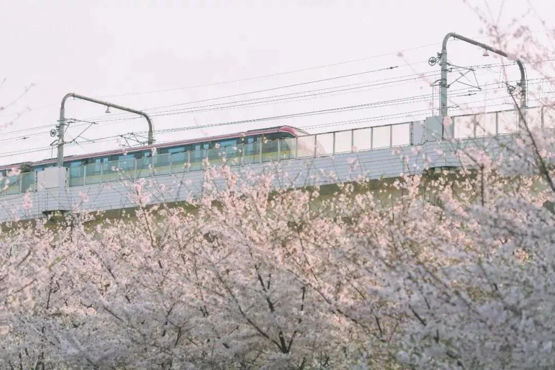 安家大结局有多少集,安家大结局解说