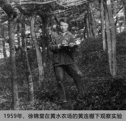 没有经费仍然坚持研究,他揭开了天麻生长的全部奥秘,药农为他立碑塑像