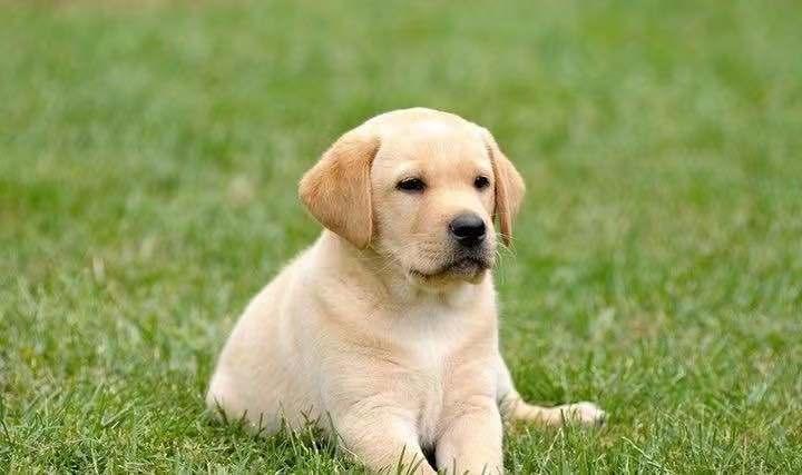 拉布拉多幼犬喂什么狗粮,拉布拉多幼犬喂什么狗粮最好