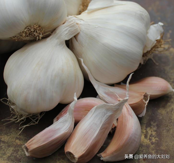 大蒜素喂锦鲤一般喂几天,大蒜切碎可以直接喂锦鲤吗