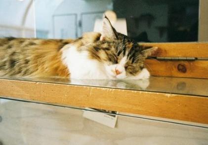 猫咪调皮怎么解决,猫咪调皮捣蛋要怎么样才能驯化它