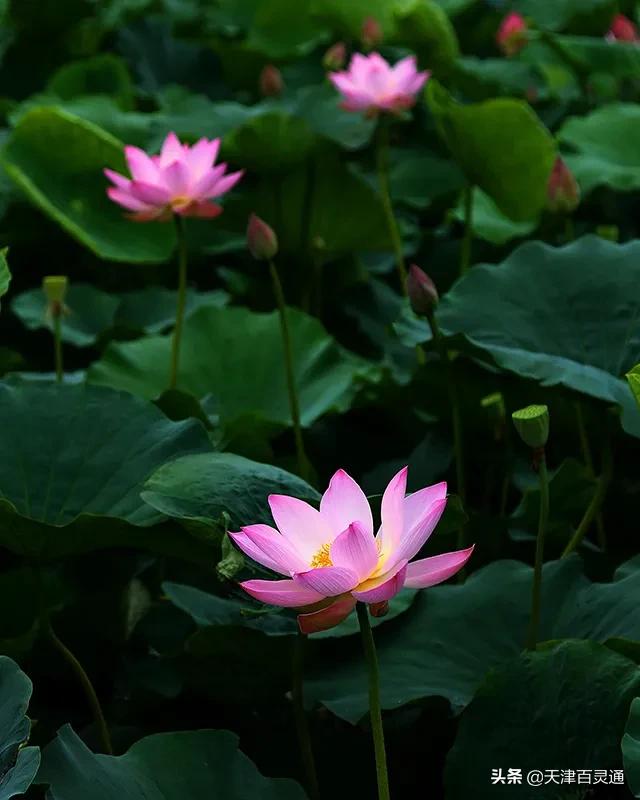 天津去哪里拍荷花最佳,天津荷花观赏地点