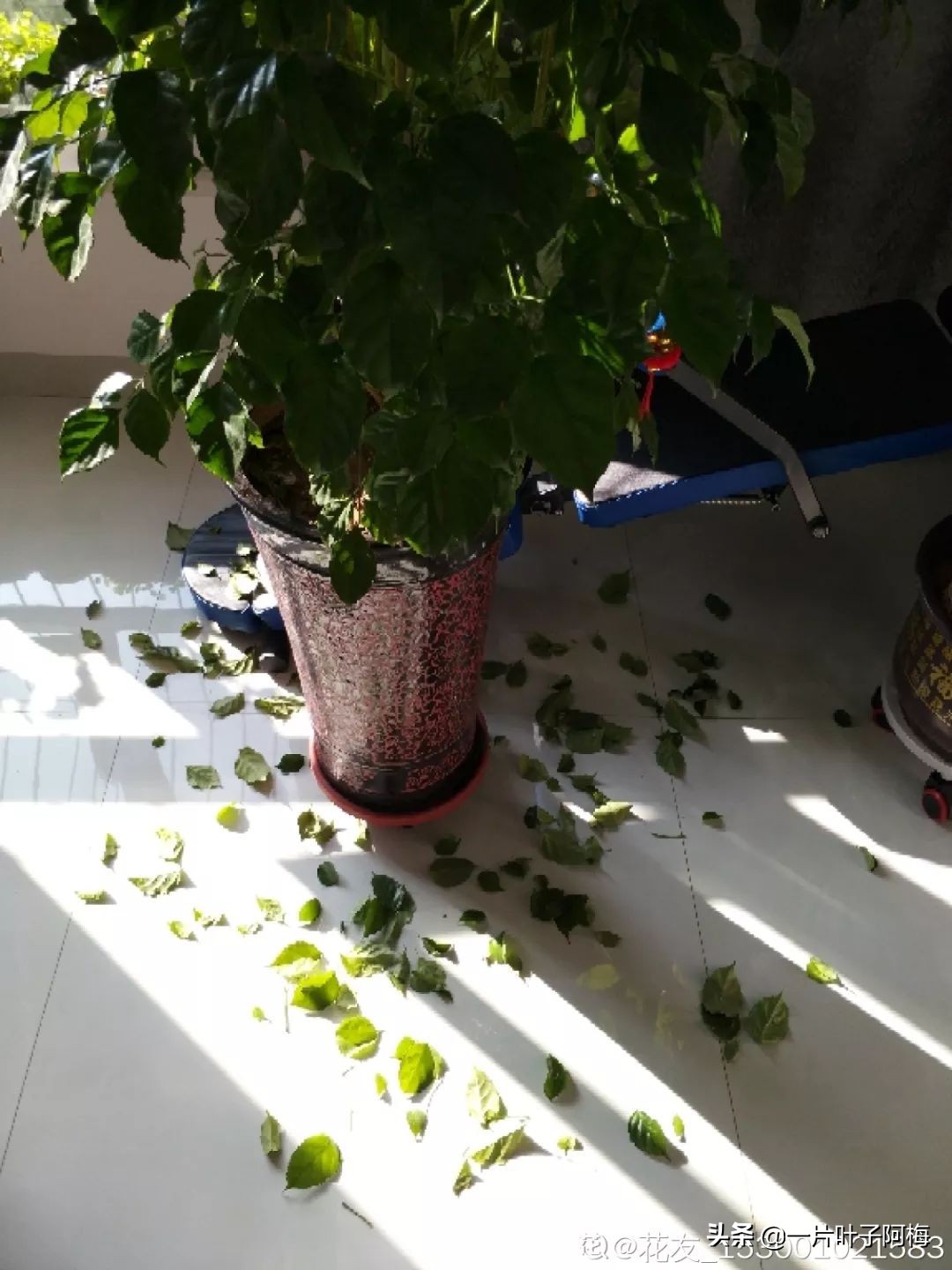 5个植物最招财,能开花又好养的植物又有寓意