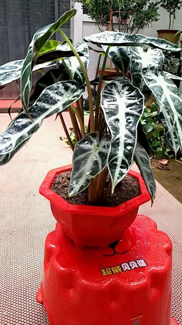 最耐阴不需要阳光的植物室外,喜阴怕阳光非常好养的盆栽大全