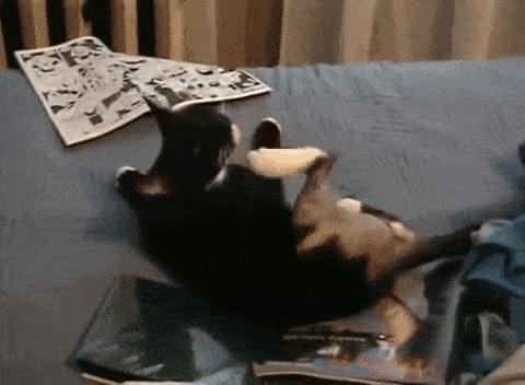 猫咪总挠脸上怎么办,猫咪总挠身上都挠破了是怎么回事