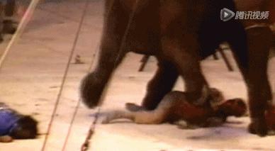 小飞象真实事件,小飞象的真实故事