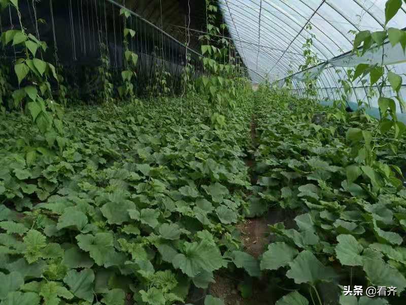 齐市红星村的“领头雁”宋化祥：只要挣钱咱就试！