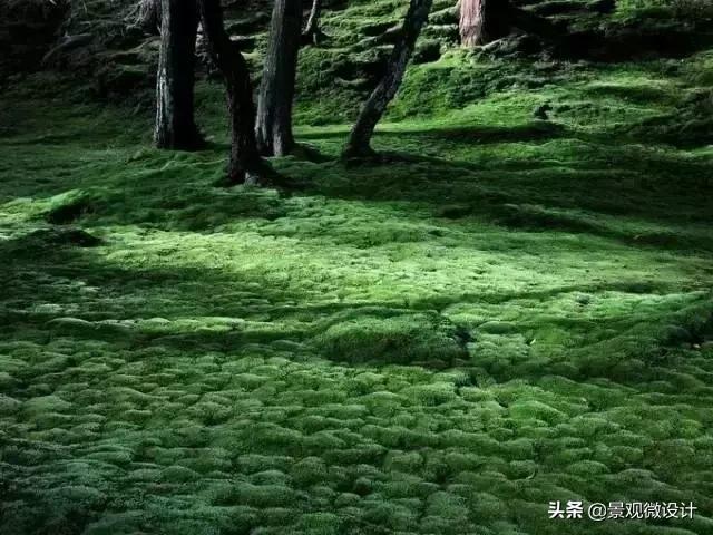 日本最有名枯山水庭院,日本枯山水效果图