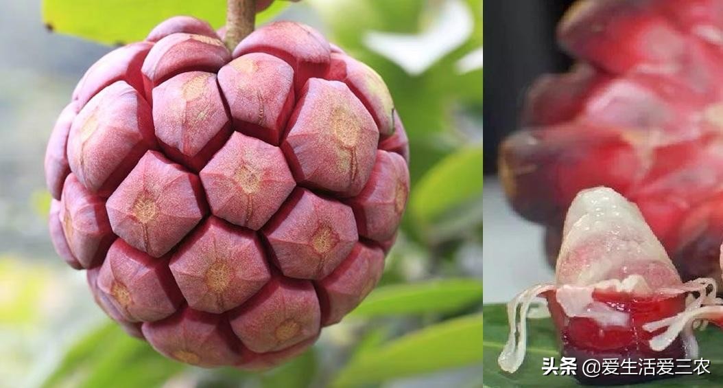 秋天田间成熟的野果,江西秋季野果