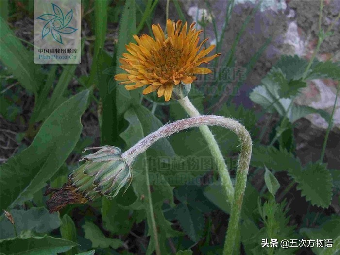 1分钟了解蒲公英,蒲公英科普知识资料大全