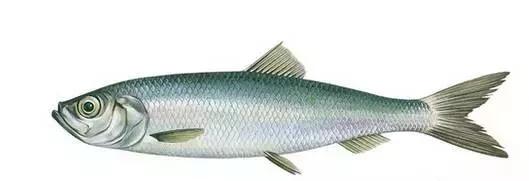 被假新闻刷屏了的荷兰,到底是个怎样的国家