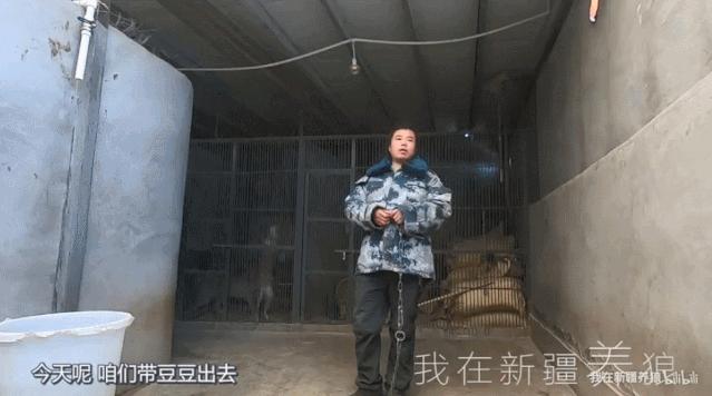 养狼disco：我在*疆新**，把狼养成了哈士奇