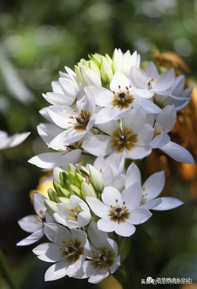 每日一花｜伯利恒之星，可用于治疗癌症，洁白可爱