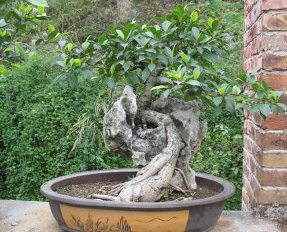 榕树烂根最好的处理方法,榕树烂根怎么救活