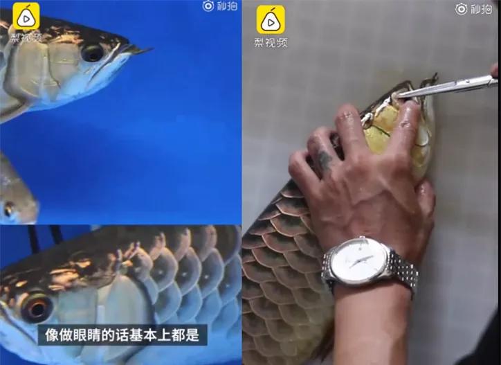 锦鲤价值2千万,锦鲤价值一亿