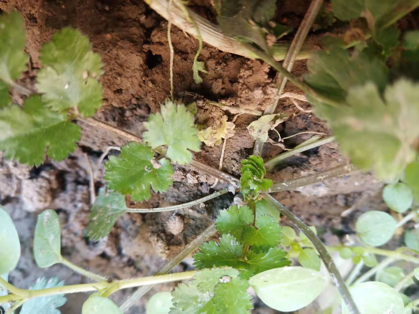 香菜低温变红能治过来吗,香菜幼苗叶片边缘发黄什么原因