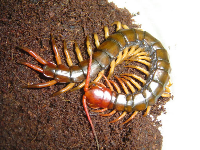 世界最恐怖的十大蜈蚣,十大最毒蜈蚣排名