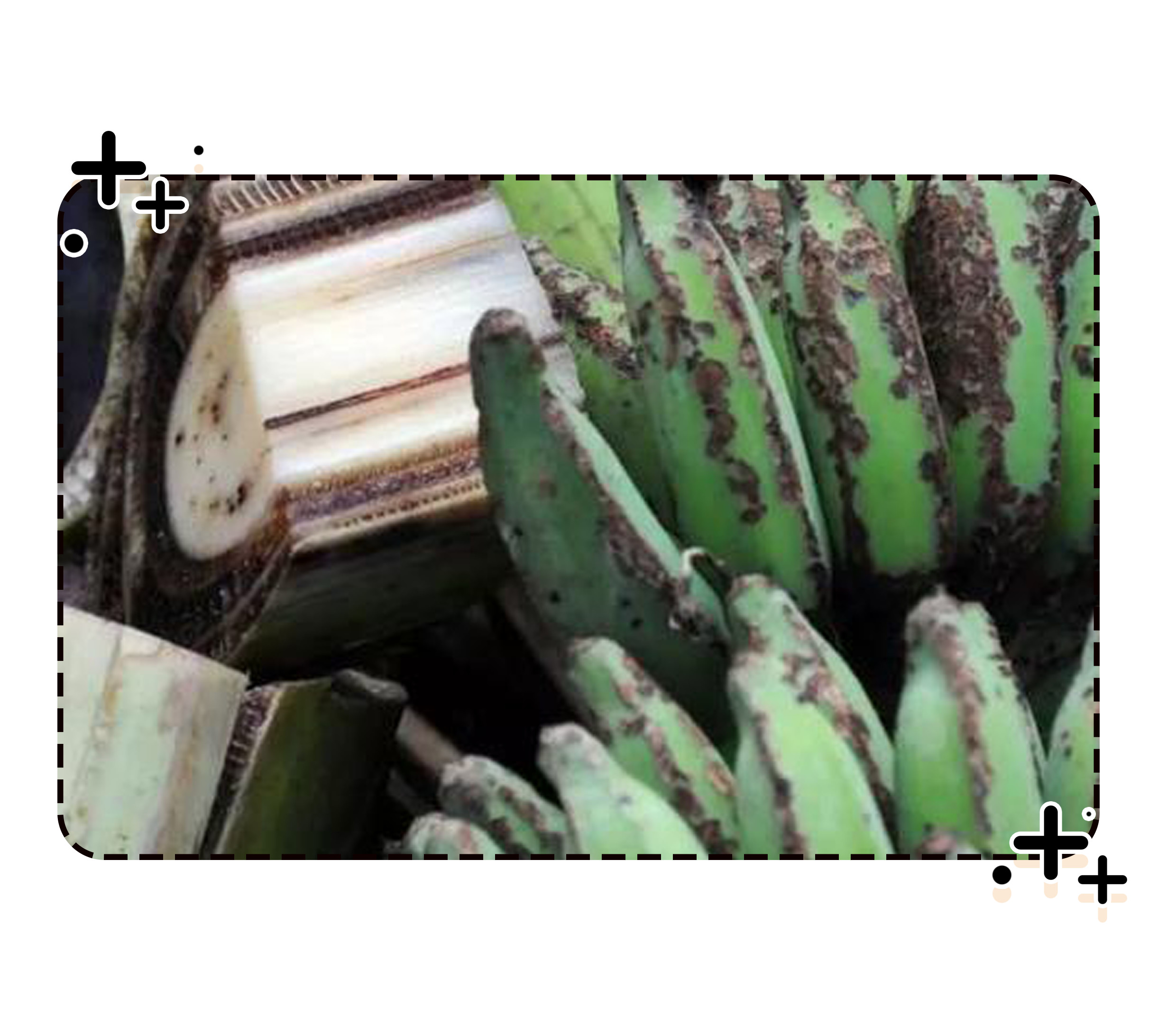 香蕉，一想到你我就wuwuwuwuwu（菲李漫画）